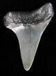 Bargain Fossil Mako Shark Tooth #40027-1